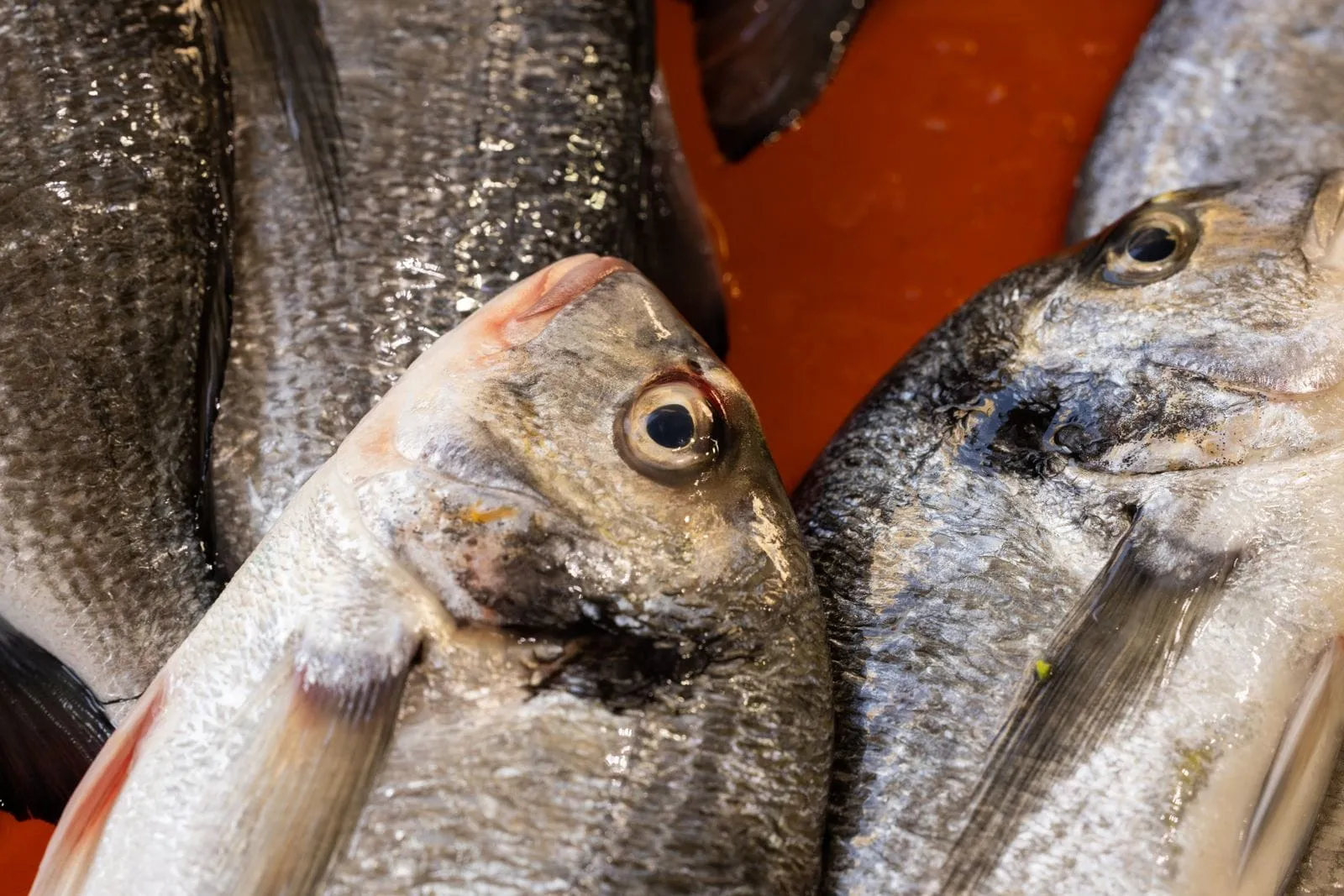 Poudre de collagène marin et poissons frais évoquant son origine, sur fond clair